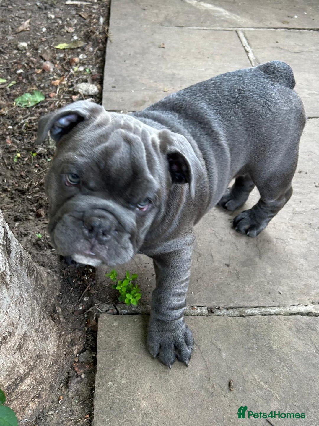English Bulldog dogs for sale: Here come the Girls - Image 6