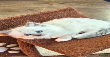 Ragdoll cats - Advert 10