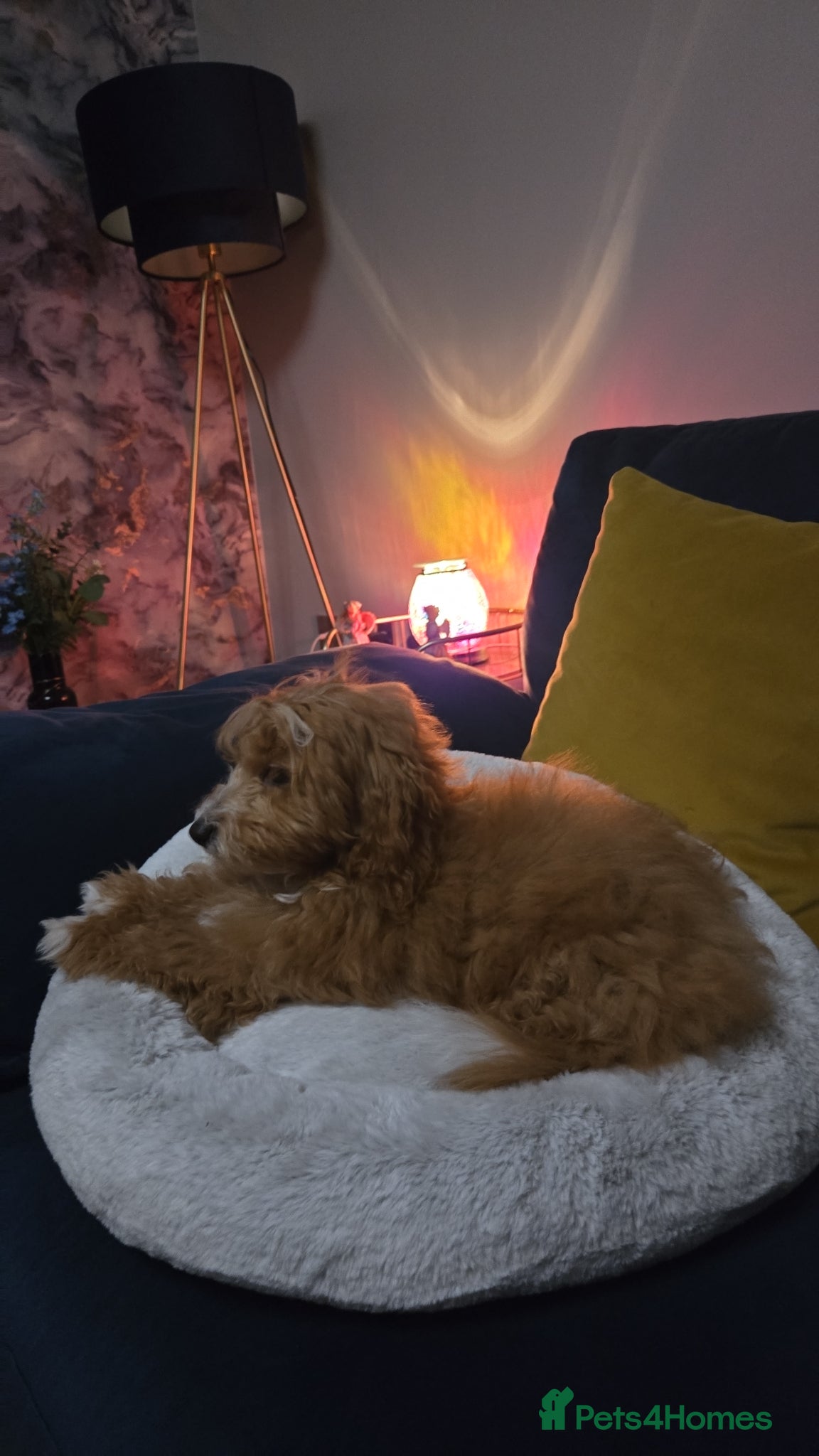 Mixed Breed dogs Cotonpoo puppy - Advert 1