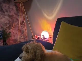 Mixed Breed dogs Cotonpoo puppy - Advert 8