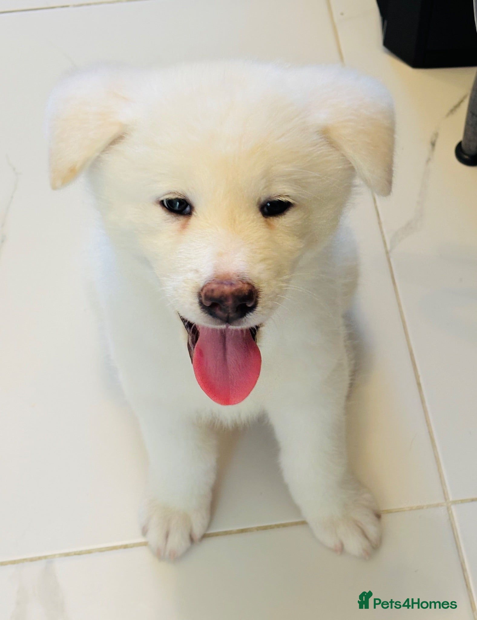 Japanese Akita Inu dogs Cute Japanese Akita puppy for the right home💜 - Advert 14