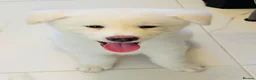 Japanese Akita Inu dogs for sale: Cute Japanese Akita puppy for the right home💜 - Advert 1