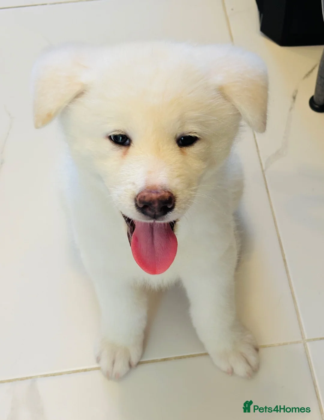Japanese Akita Inu dogs for sale: Cute Japanese Akita puppy for the right home💜 - Advert 1