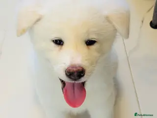 Japanese Akita Inu dogs Cute Japanese Akita puppy for the right home💜 - Advert 1