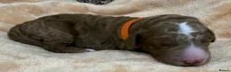 Double Doodle dogs for sale: Sunning littler of Doubledoodle puppies in Grimsby - Advert 37