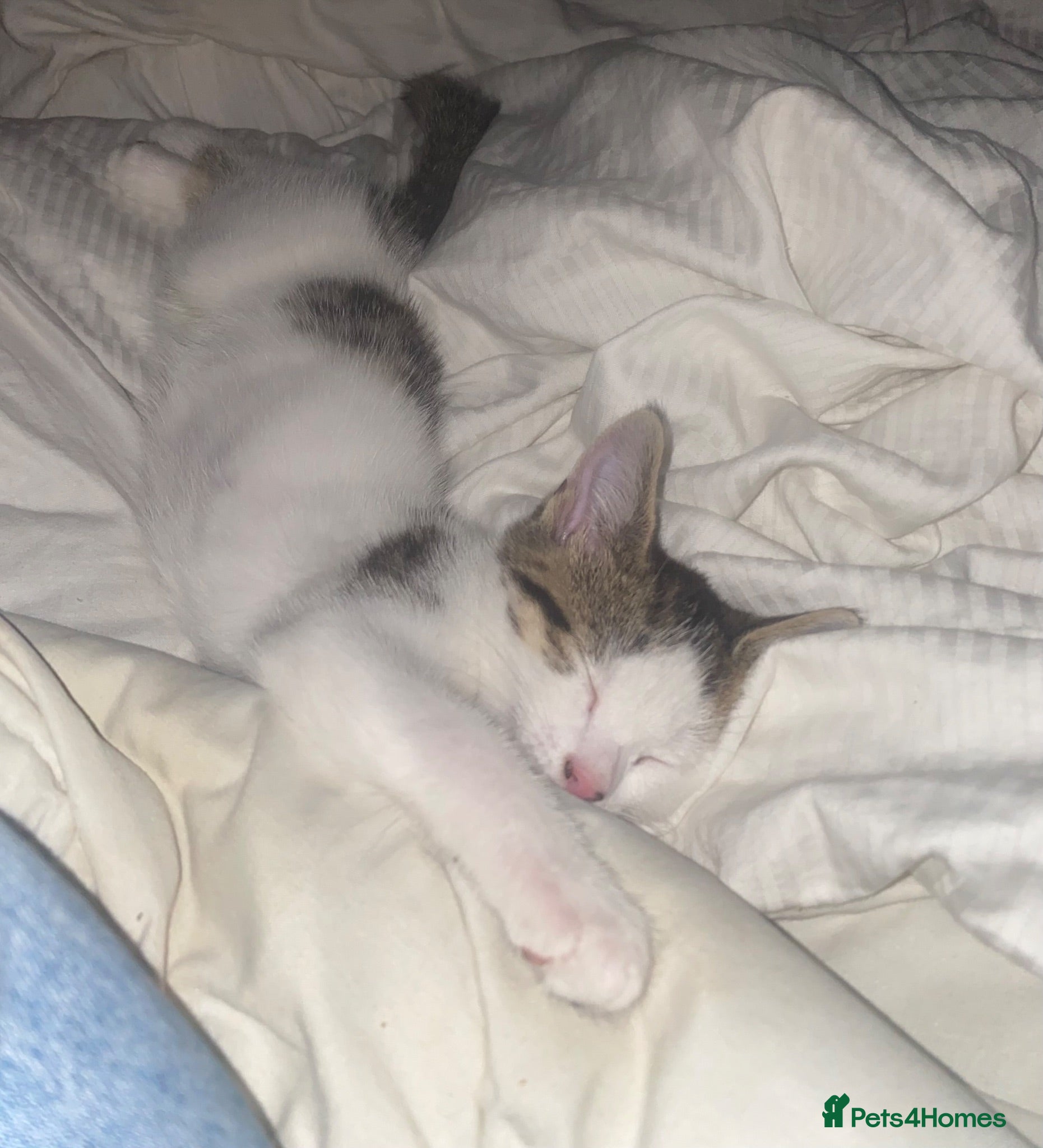Mixed Breed cats 20 week old male cat.  - Advert 5