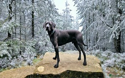 Weimaraner dogs for stud: Blue Weimaraner for Stud - Image 7