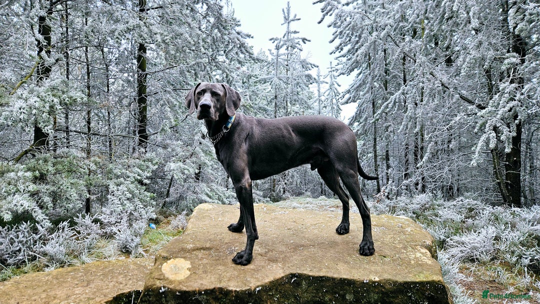 Weimaraner dogs for stud: Blue Weimaraner for Stud - Image 7