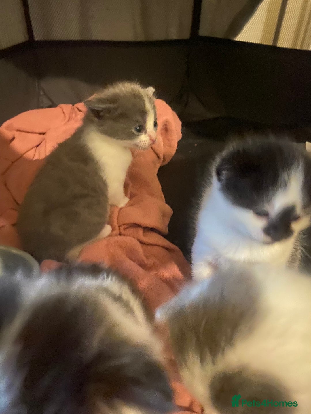 Mixed Breed cats for sale: Beautiful fluffy kittens - Advert 5