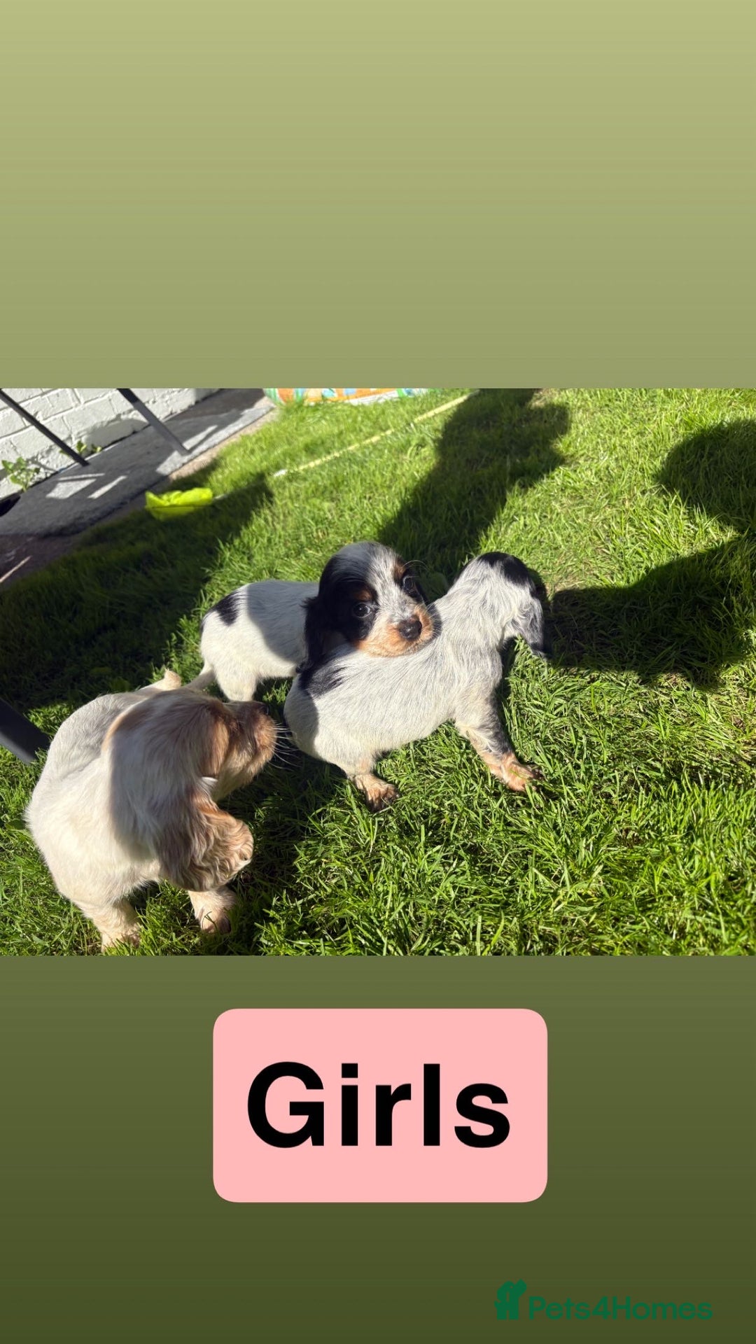 Cocker Spaniel dogs for sale: Cocker spaniel puppies - Image 2