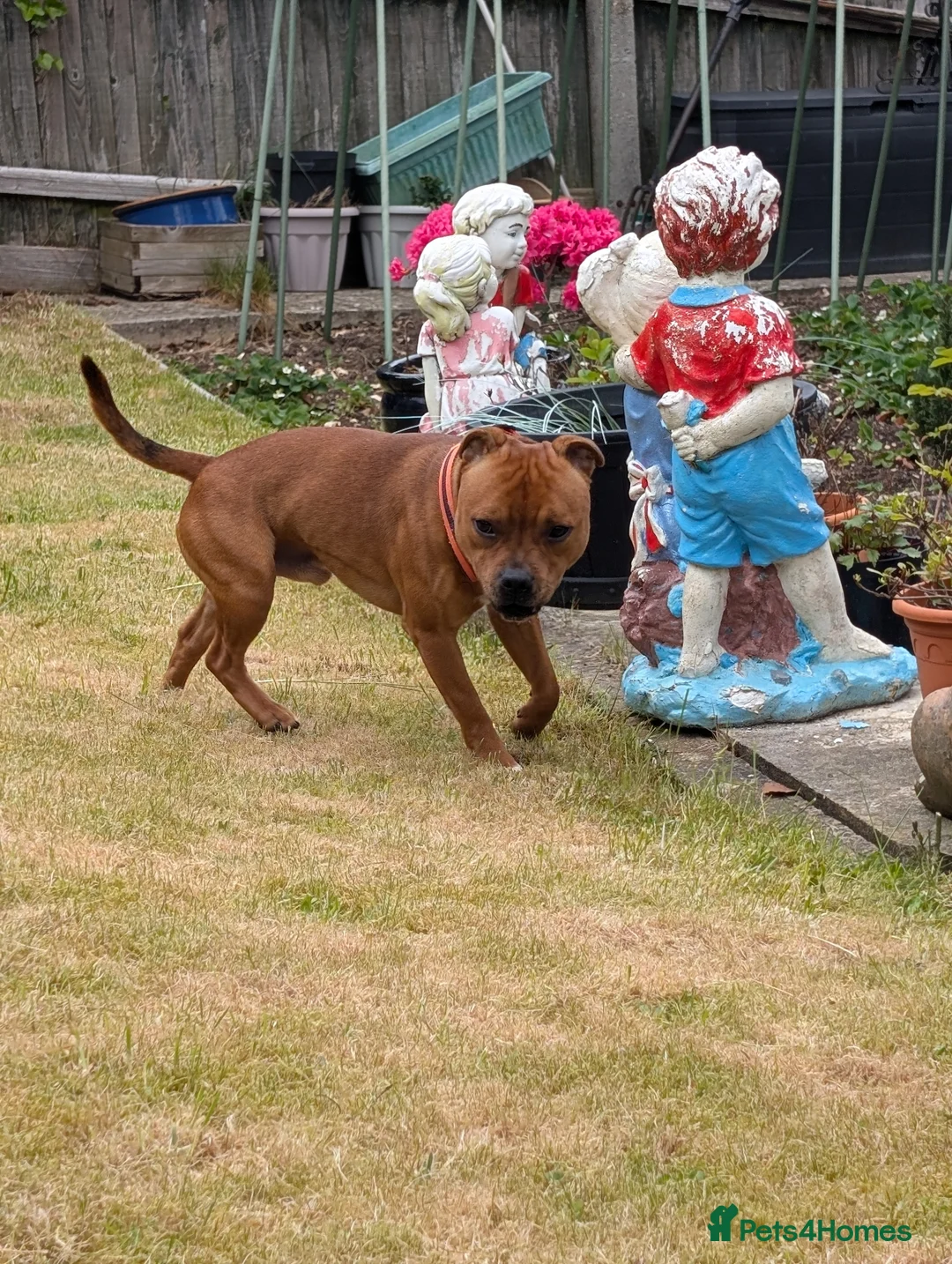 Staffordshire Bull Terrier dogs for stud: Health tested Staffordshire bull terrier studs  - Advert 8