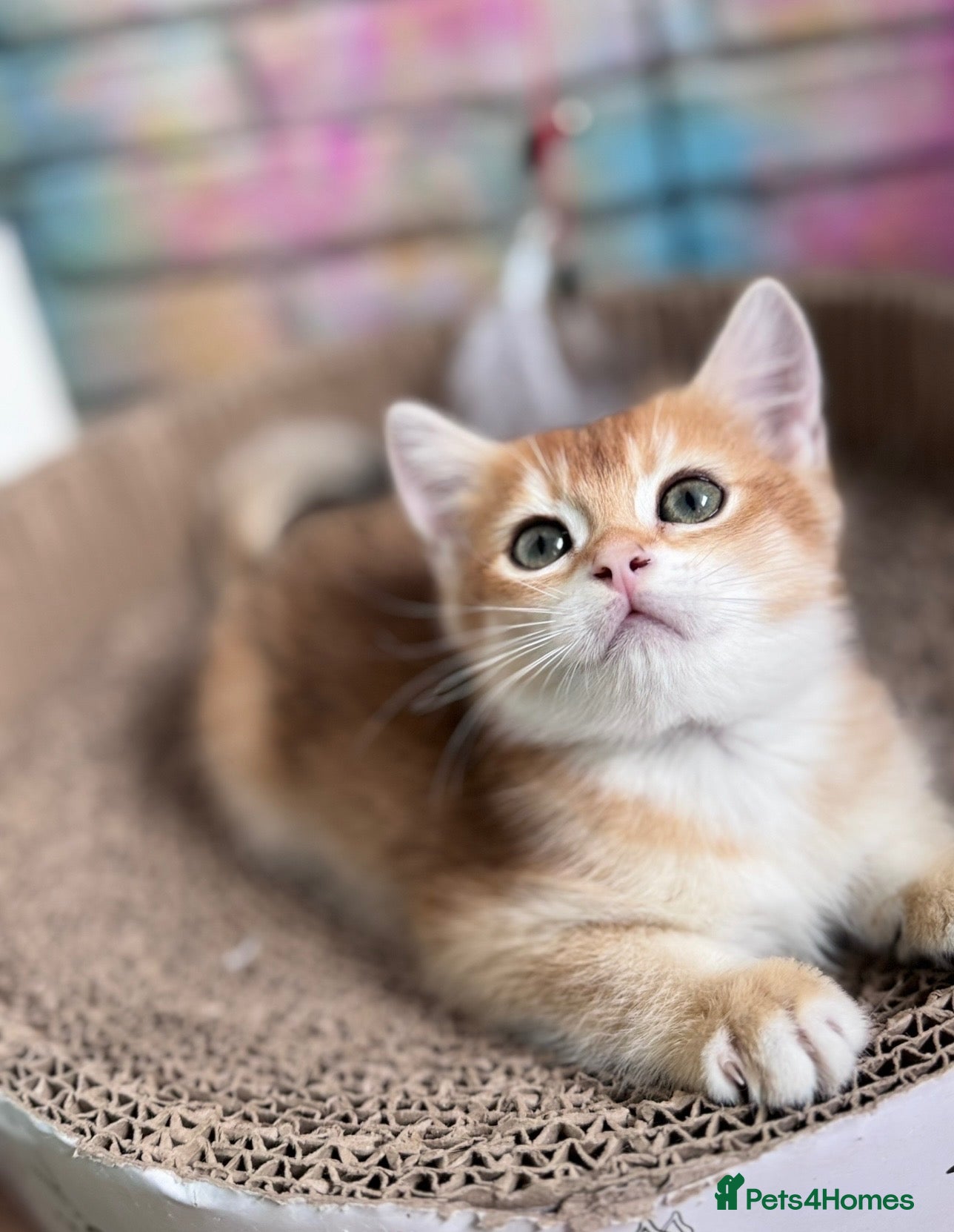 Scottish Fold cats 🐾BEAUTIFUL SCOTTISH FOLD KITTEN 🐱  - Advert 2