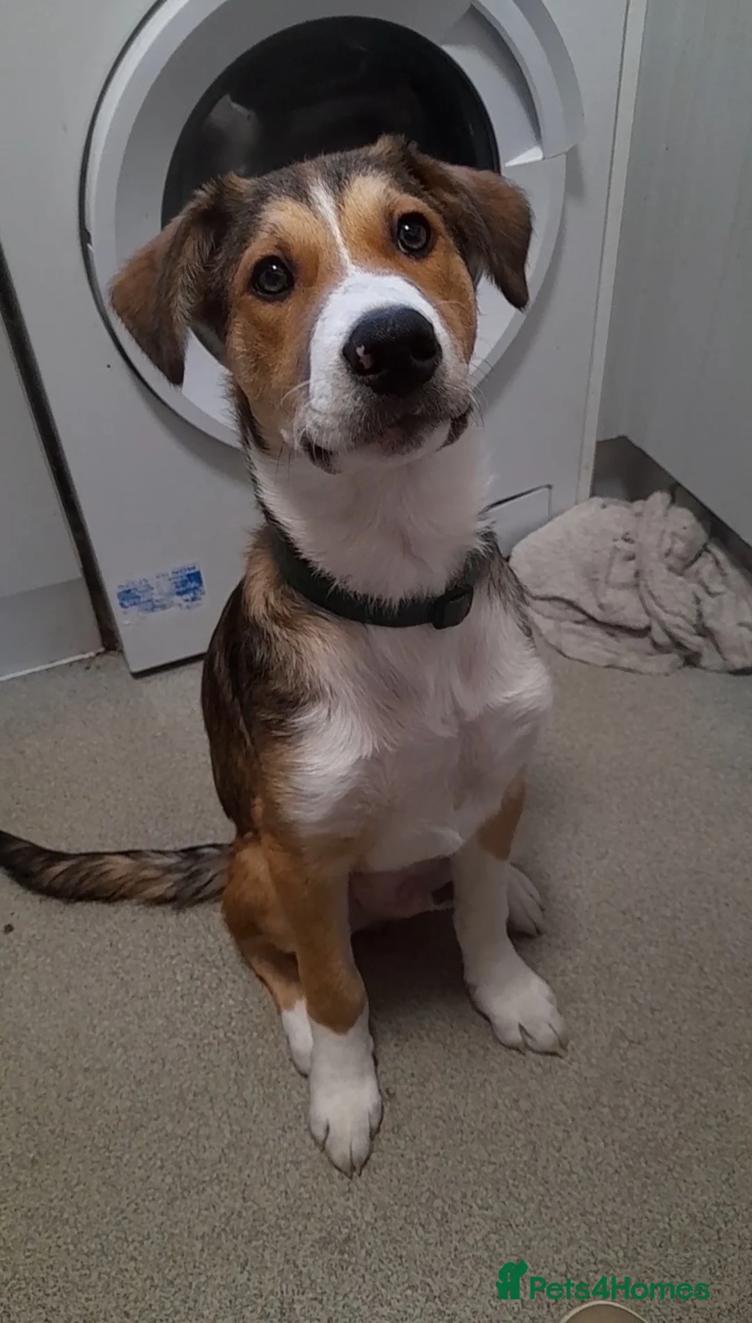 Mixed Breed dogs for sale: Ready Now Handsome boy - Advert 2