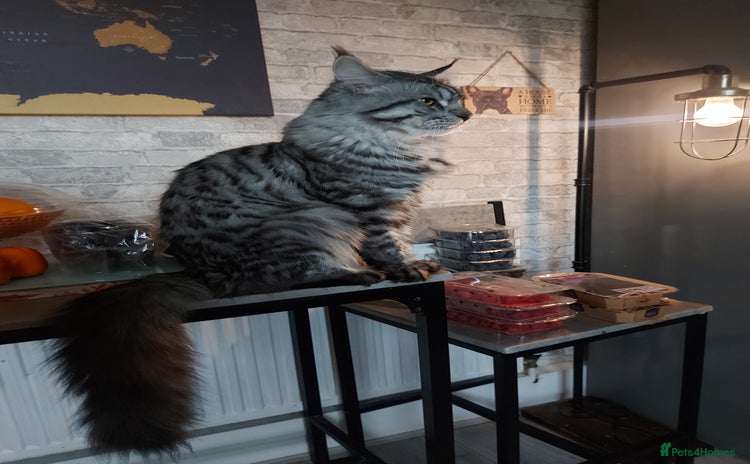 Maine Coon cats - Advert 1