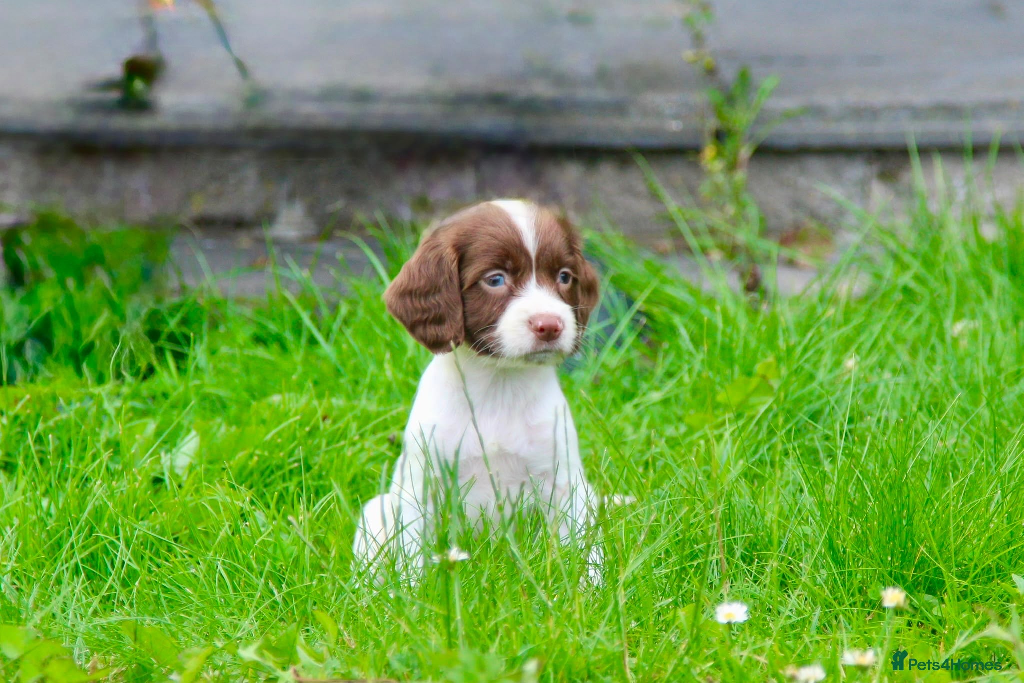 English Springer Spaniel dogs Working Line Liver And White Springer Spaniels - Advert 1