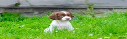 English Springer Spaniel dogs for sale: Working Line Liver And White Springer Spaniels - Advert 1