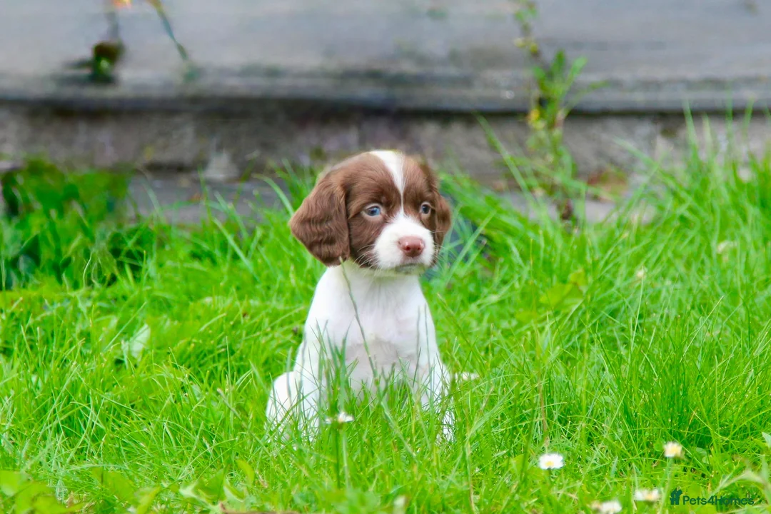 English Springer Spaniel dogs for sale: Working Line Liver And White Springer Spaniels - Advert 1