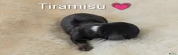 Miniature Dachshund dogs for sale: 🏆 Russian Champion lines + longhaired mini daxies - Advert 13