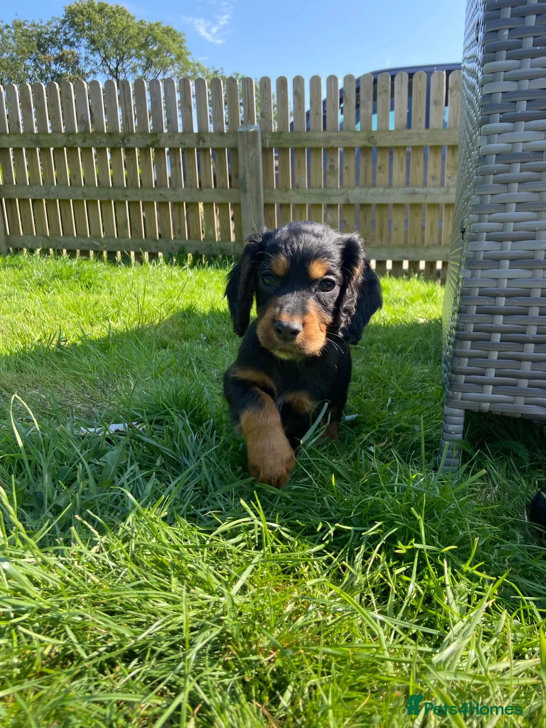 Cocker Spaniel dogs for sale: Bold Cocker Spaniel   - Advert 4
