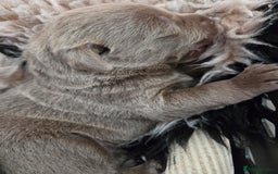 Labrador Retriever dogs for sale: 🩶 beautiful silver/Charcoal KC reg puppies 🩶 - Image 26