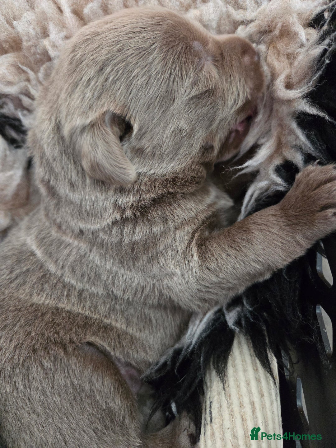 Labrador Retriever dogs for sale: 🩶 beautiful silver/Charcoal KC reg puppies 🩶 - Image 26