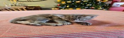 Maine Coon cats for sale: Adorable Maine Coon cross litter for sale - Advert 7