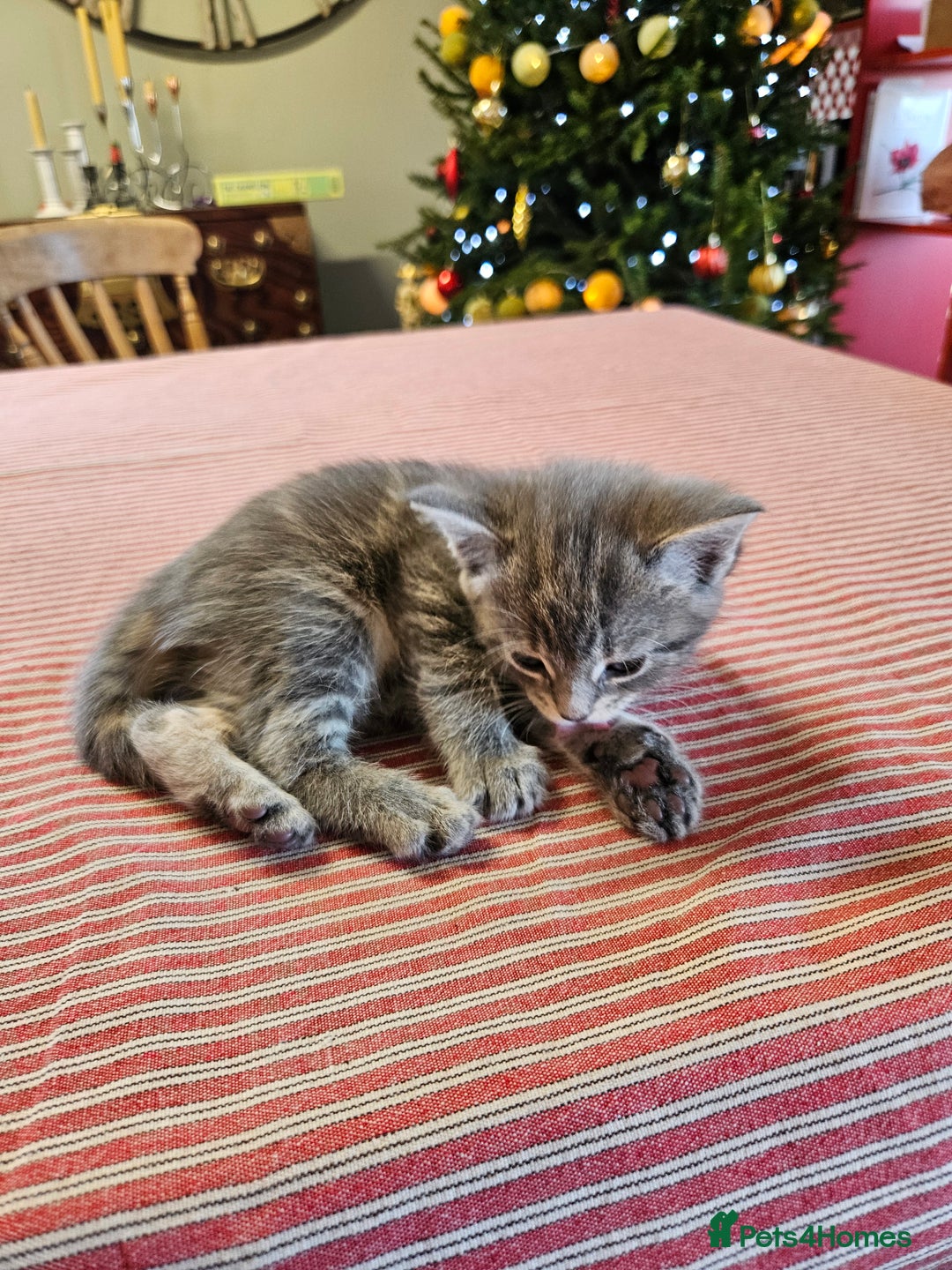 Maine Coon cats for sale: Adorable Maine Coon cross litter for sale - Advert 7