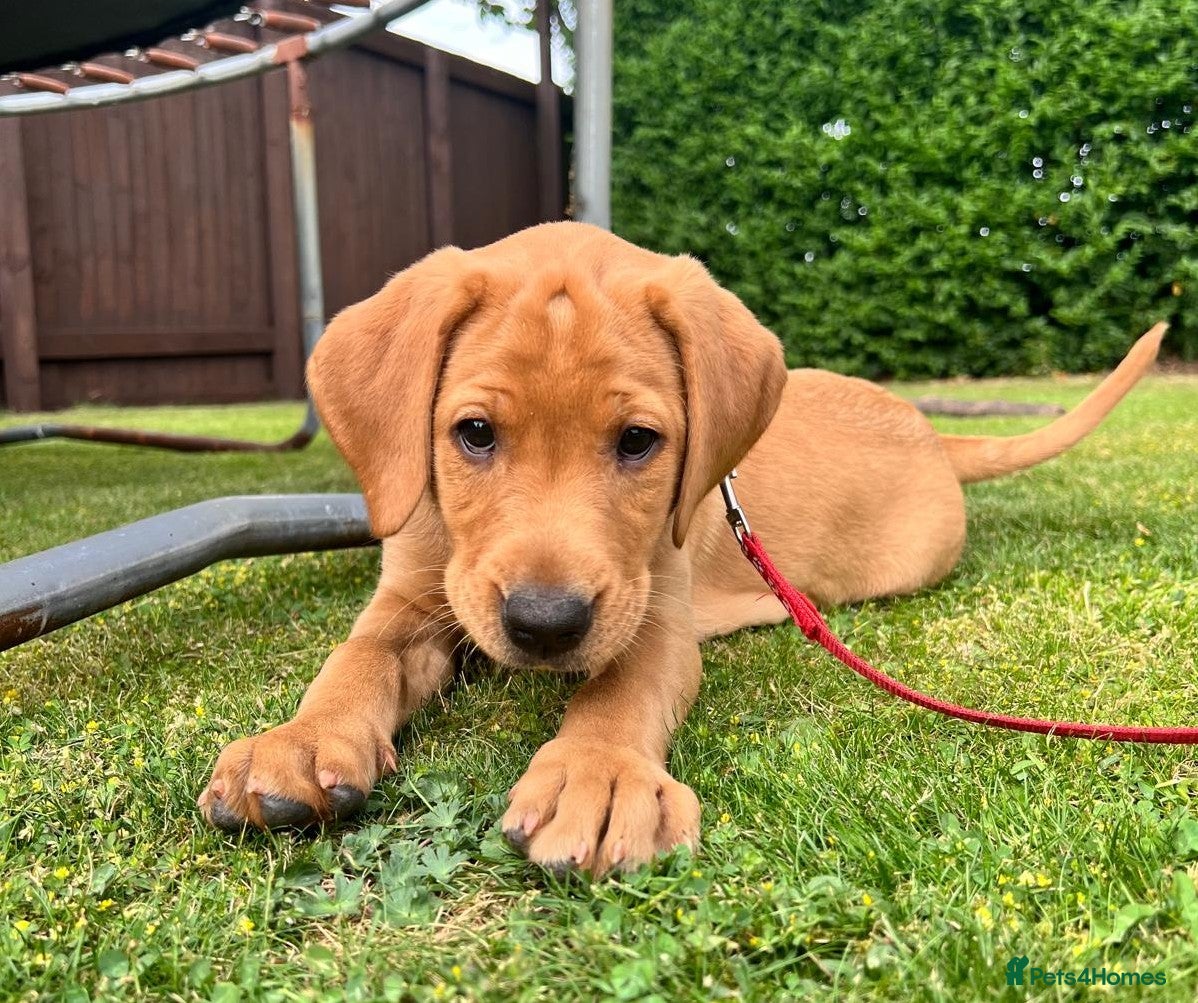 Labrador Retriever dogs KC Registered Fox Red Labrador Puppies READY NOW - Advert 5