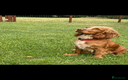 Cocker Spaniel dogs for sale: Beautiful KC Cocker spaniels  - Image 10