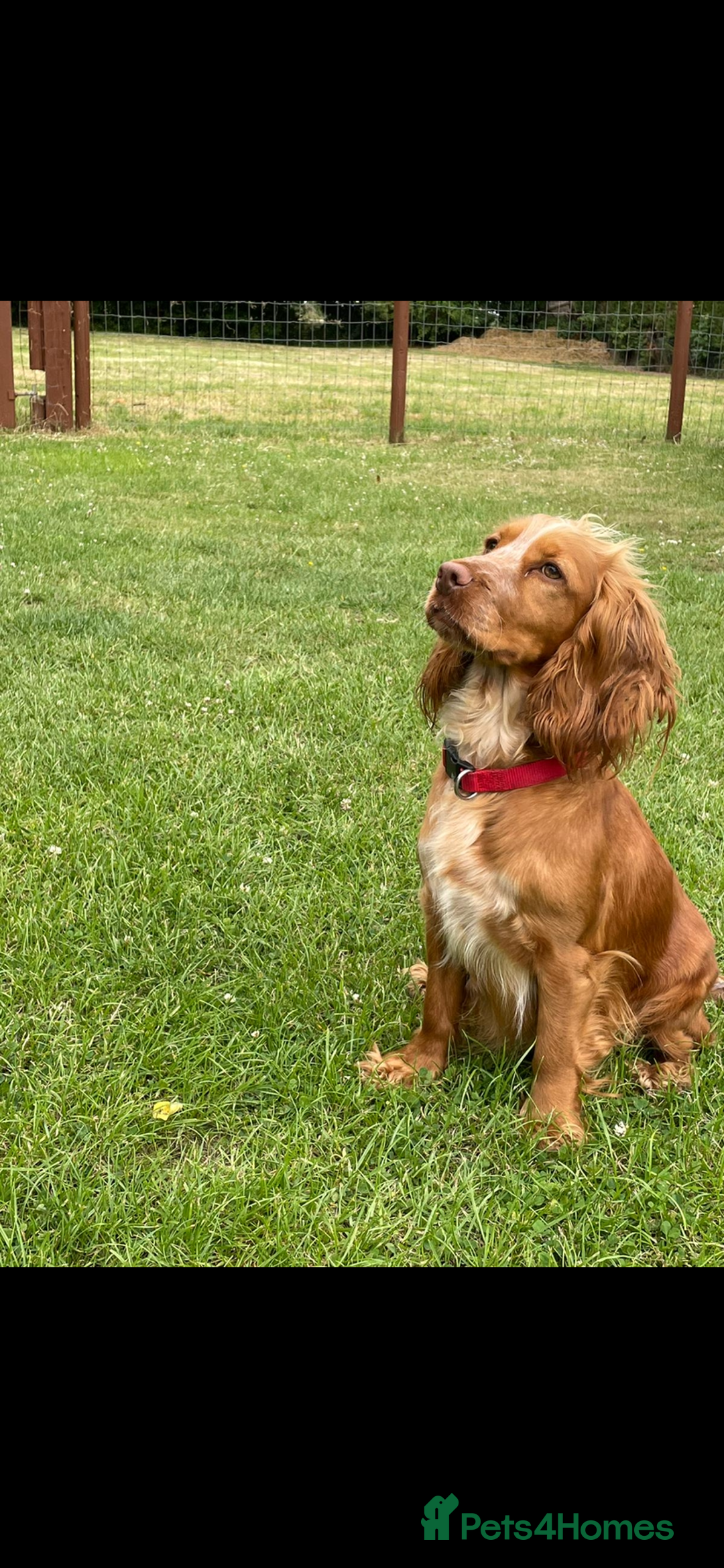 Cocker Spaniel dogs for sale: Beautiful KC Cocker spaniels  - Image 10