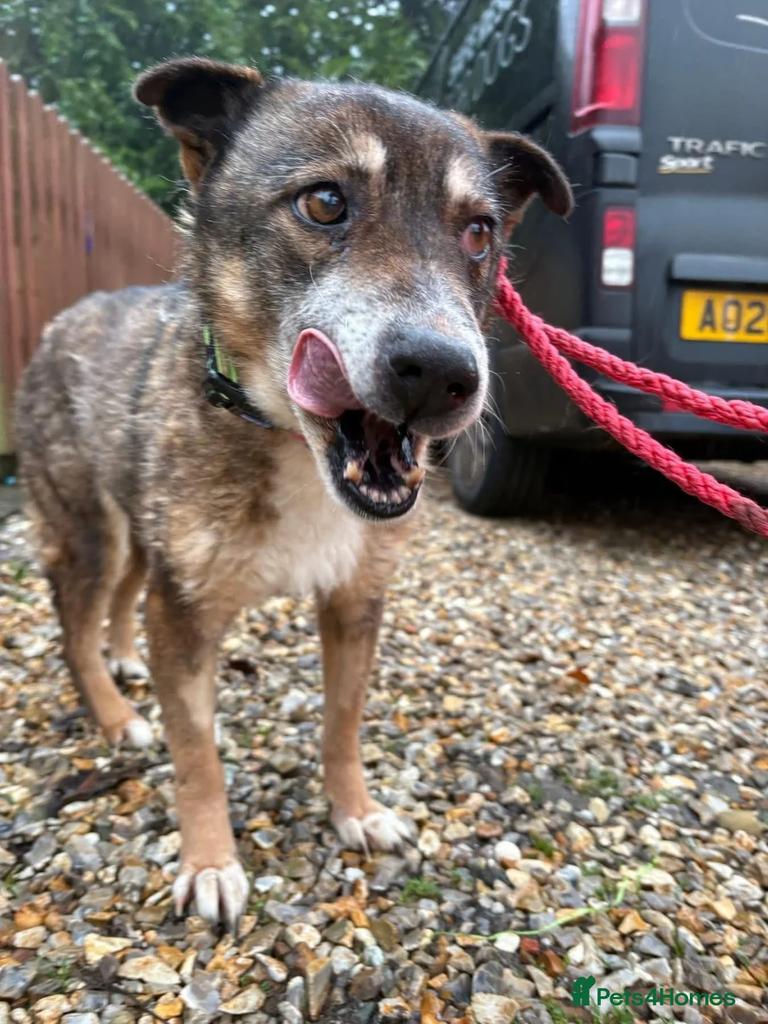 Mixed Breed dogs for adoption: Kathleen - Marleborough Wiltshire  in Marlborough - Advert 3