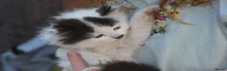 Mixed Breed cats for sale: 3 FLUFFIEST black & white kittens! 2 female 1 male - Advert 16