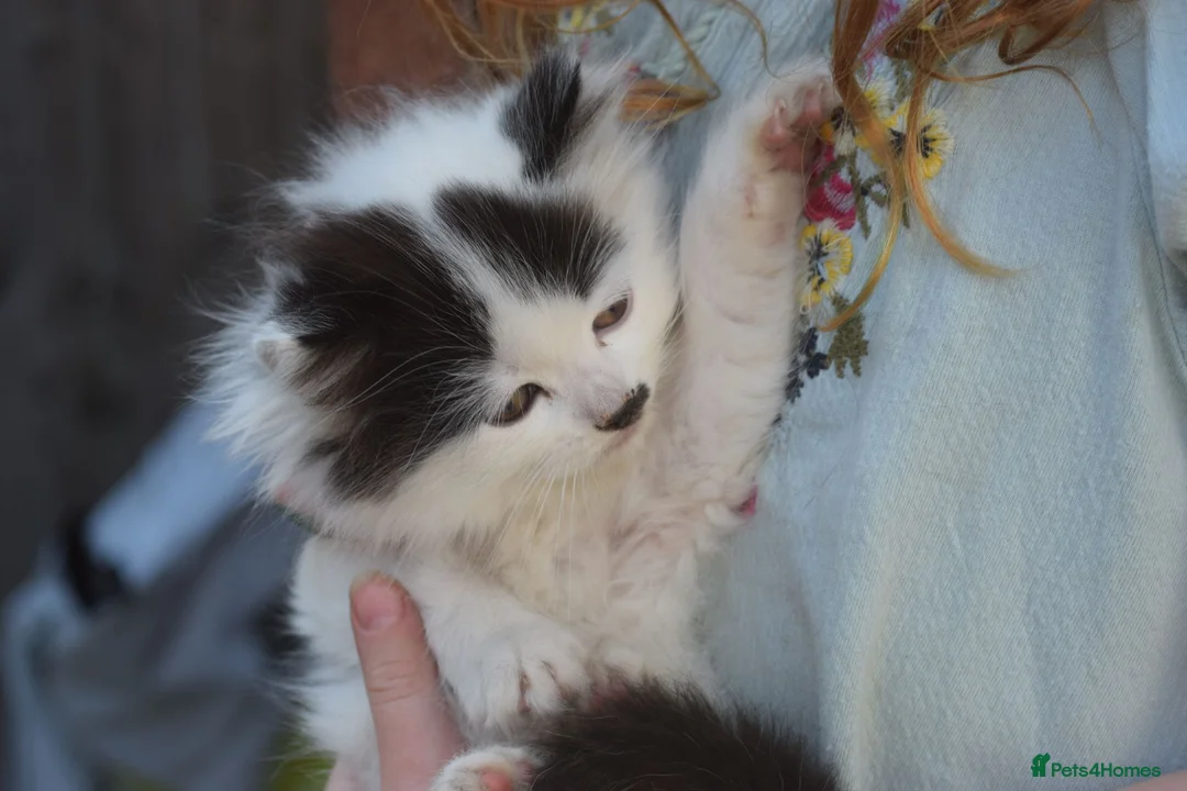 Mixed Breed cats for sale: 3 FLUFFIEST black & white kittens! 2 female 1 male - Advert 16
