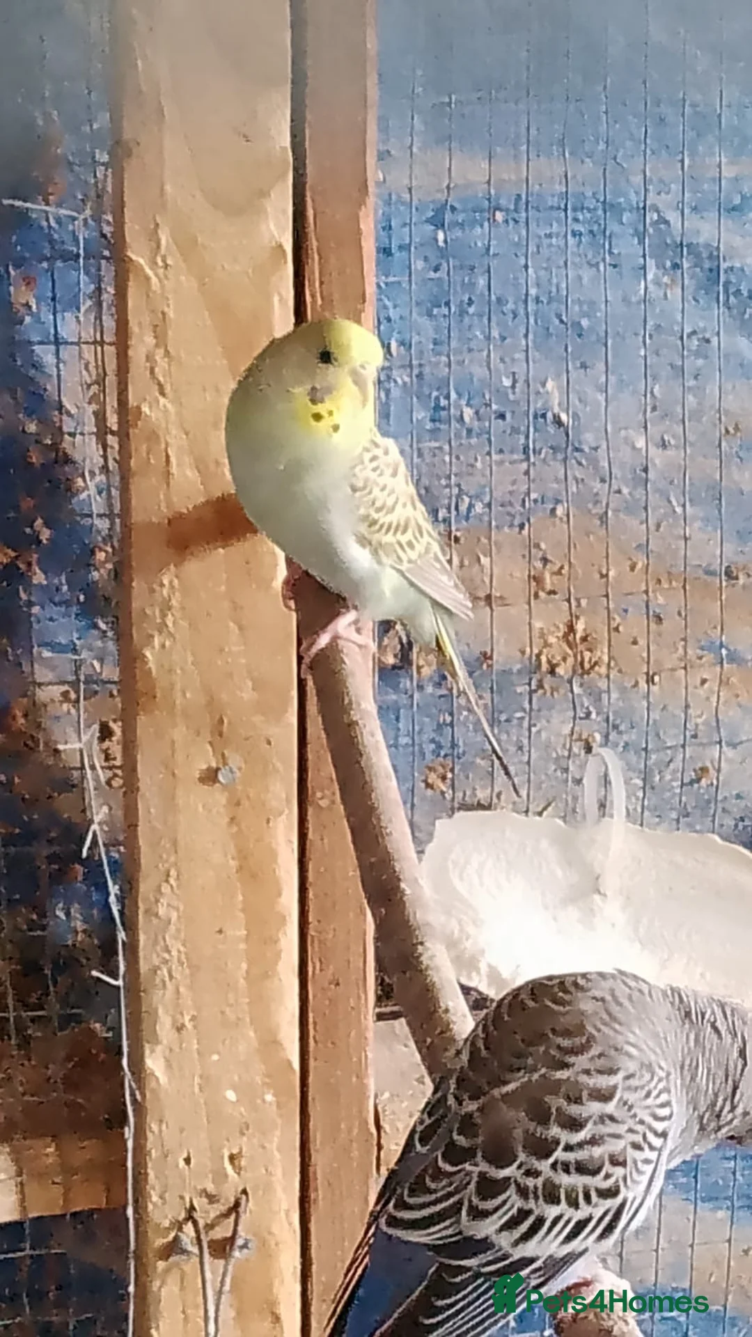 Budgerigars birds for sale: 2 pairs of adult budgies  - Advert 2