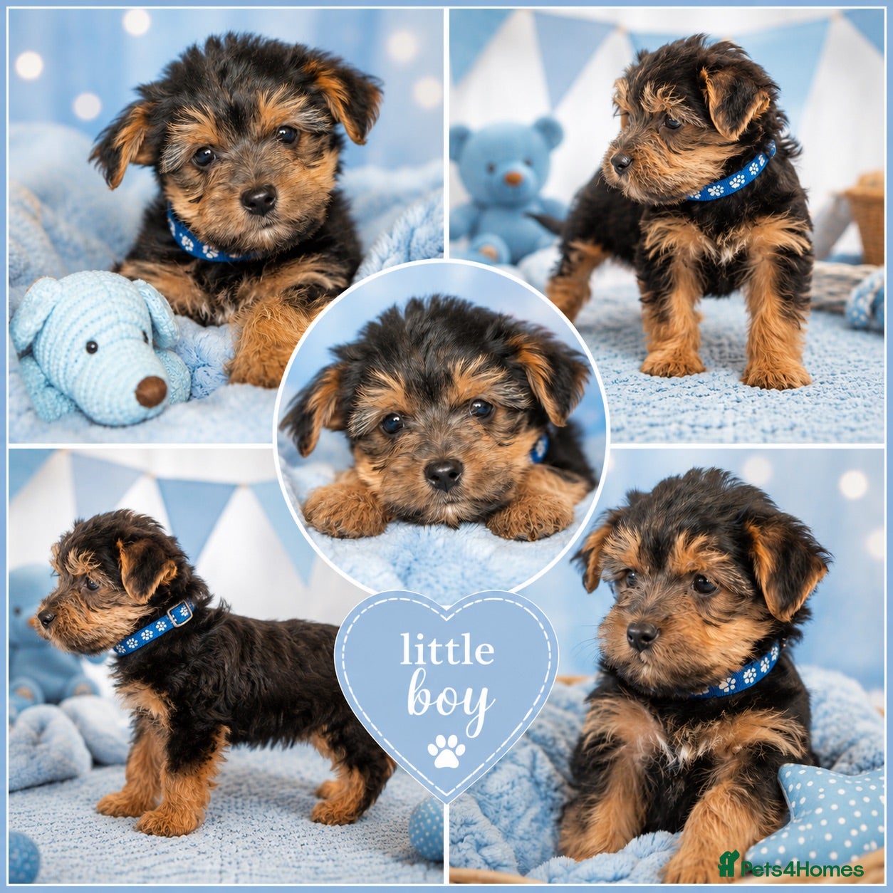 Yorkshire Terrier dogs Last boy YORKIE ready now  - Advert 7