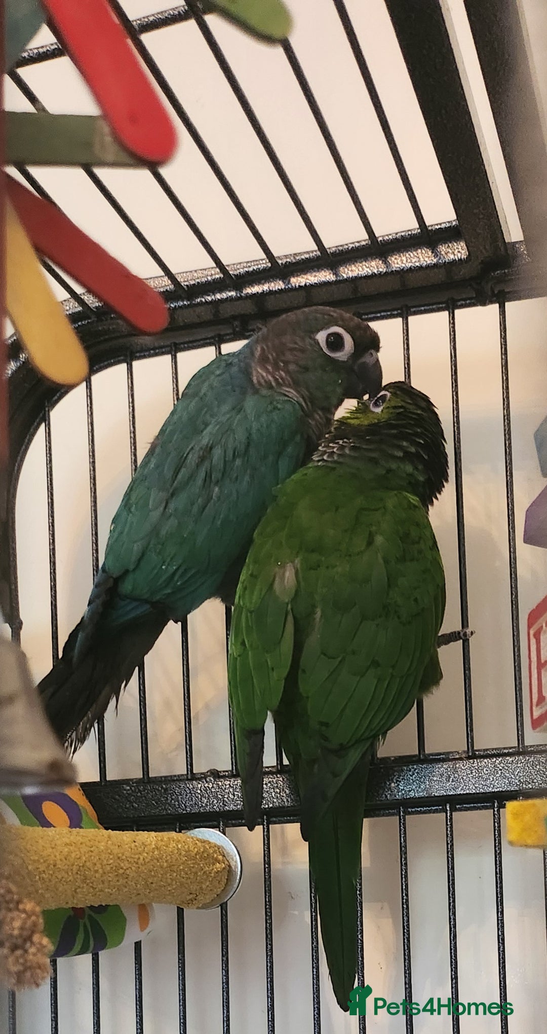 Conures birds for sale: Male and female conure  - Advert 3