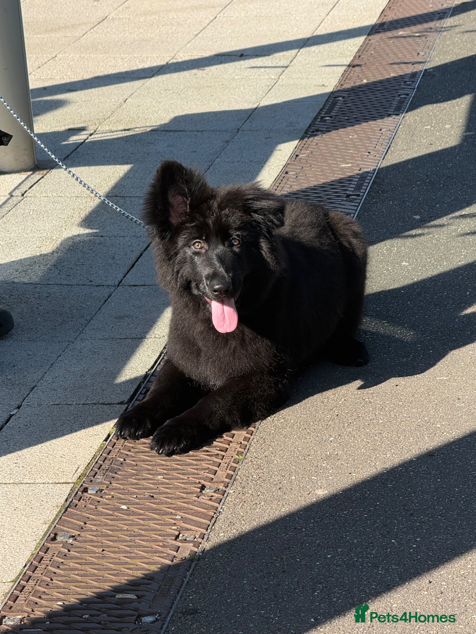 German Shepherd dogs RARE BLACK GSD - Advert 16