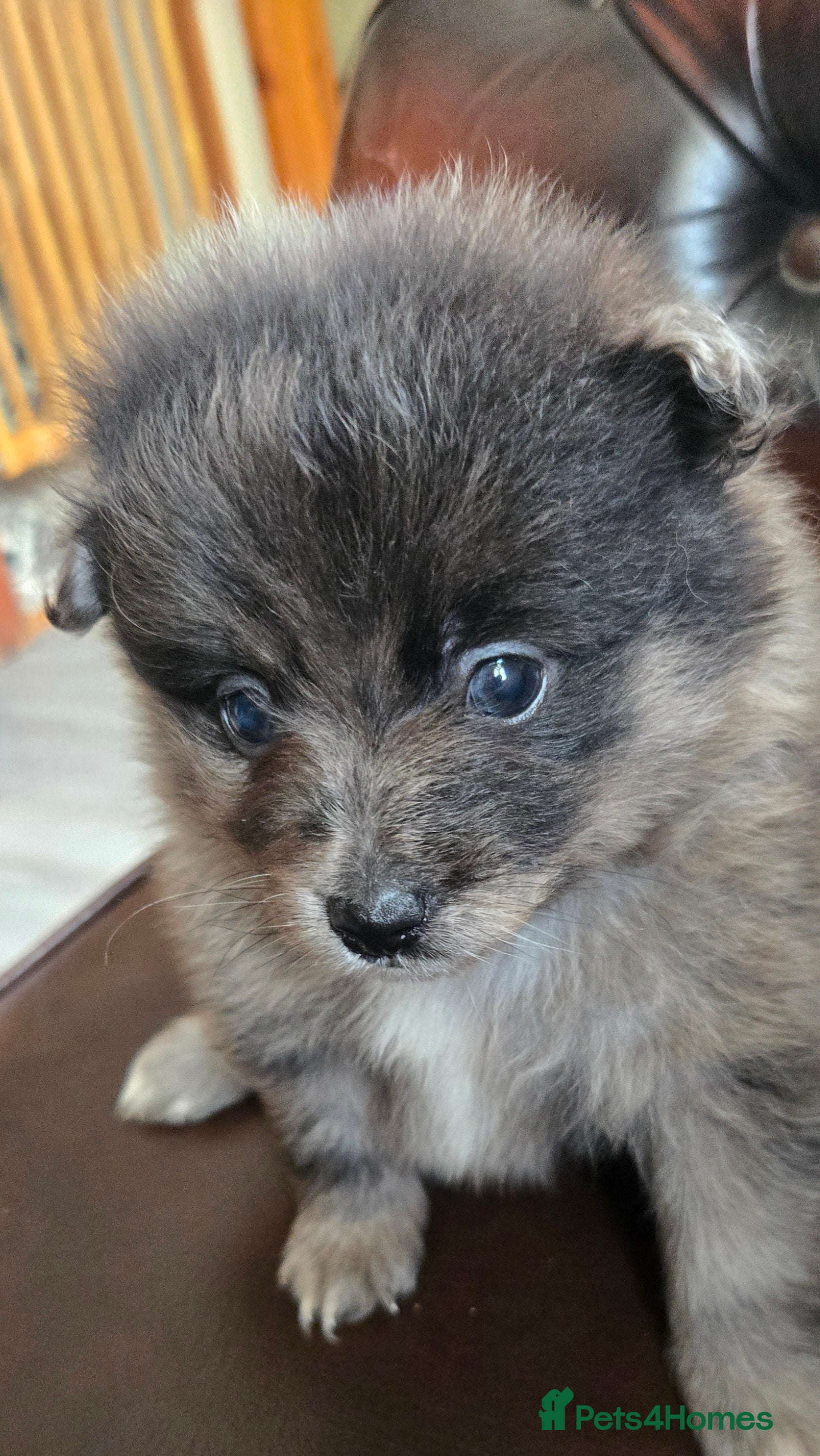 Pomeranian dogs Last 2 gorgeous pomeranian available  - Advert 1