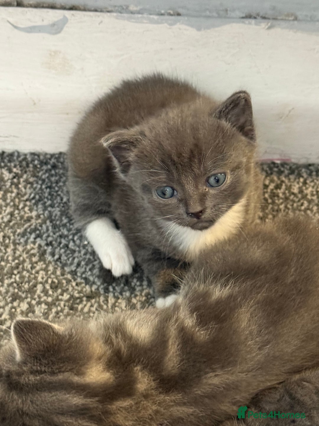 British Shorthair cats for sale: British short hair x domestic kittens  - Image 10