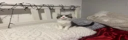 Mixed Breed cats for sale: Beautiful Male Kittens 🥰 in Dartford - Advert 13