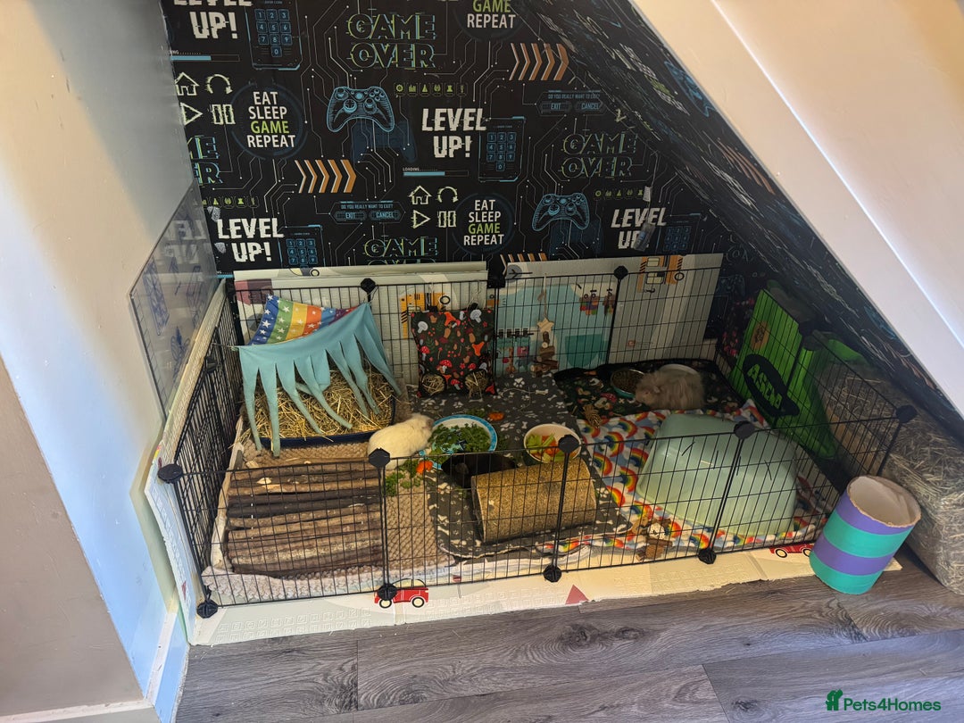 Guinea Pig rodents for sale: 3 male Guniea pigs and set up - Advert 4