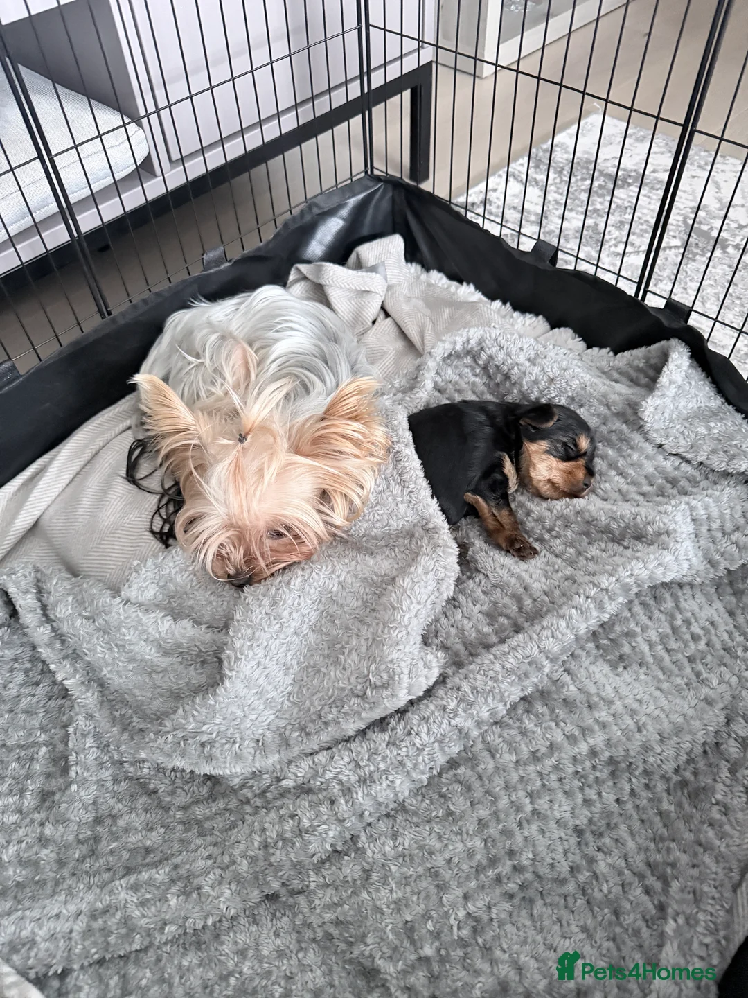 Yorkshire Terrier dogs for sale: Adorable Bonnie Yorkshire Terrier Puppy  - Advert 7