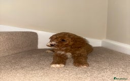 Cavapoo dogs for sale: Stunning F1b Deep Fox Red Toy cavapoos - Image 8