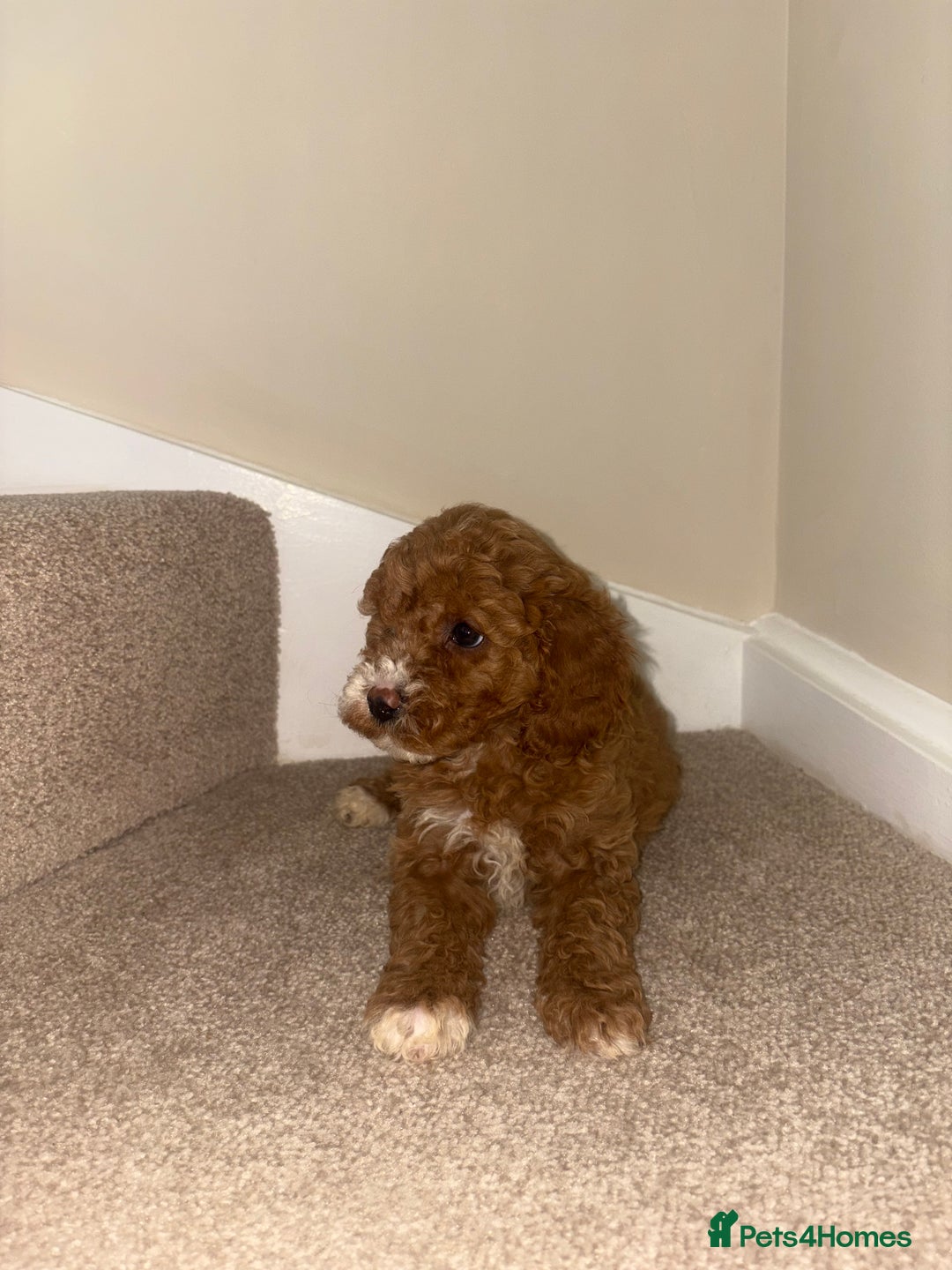 Cavapoo dogs for sale: Stunning F1b Deep Fox Red Toy cavapoos - Image 8