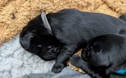 Flat coated Retriever dogs for sale: KC Flat Coated Retriever Puppies - Image 16