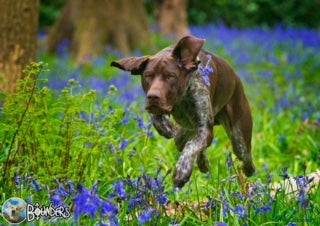 German Shorthaired Pointer dogs Jasper AKA Swallow of the north - Advert 1