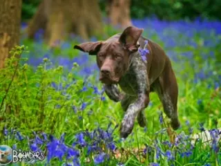 German Shorthaired Pointer dogs Jasper AKA Swallow of the north - Advert 1