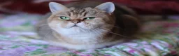 British Shorthair cats for sale: 🌟 Stunning Golden Queen–TICA ACTIVE Registered 🌟 - Advert 22