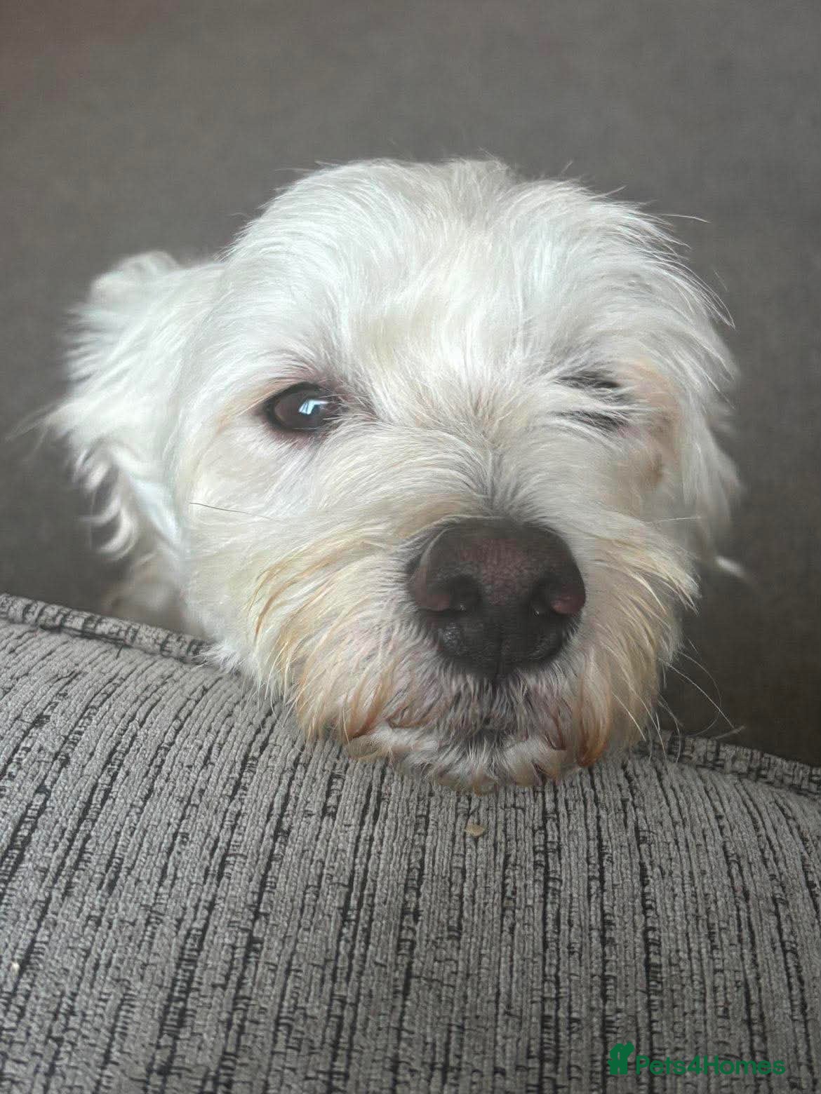 Mixed Breed dogs Our little star Bijoux needs a loving home  - Advert 1