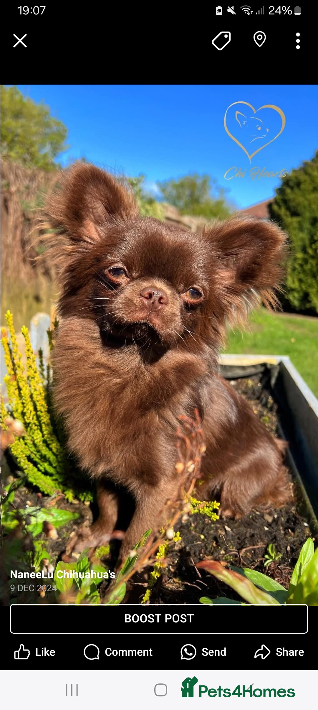 Chihuahua dogs for sale: Dna tested parents Lilac girl - Image 9